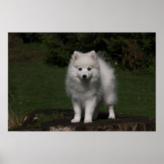Japanse spitz/Amerikaanse eskimo-puppy Poster