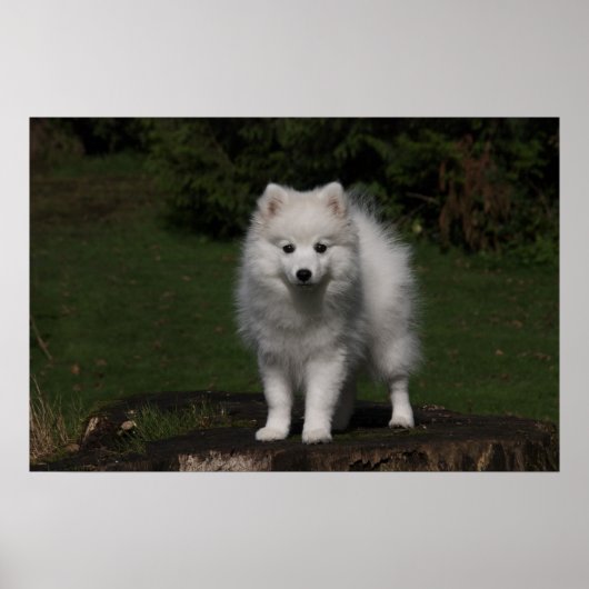 Japanse spitz/Amerikaanse eskimo-puppy Poster (Voorkant)