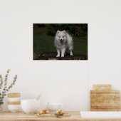 Japanse spitz/Amerikaanse eskimo-puppy Poster (Keuken)