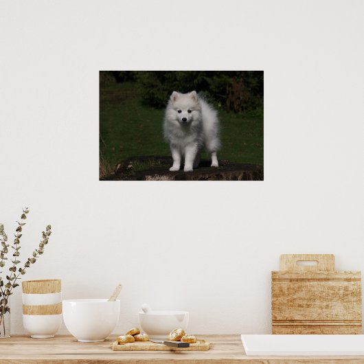 Japanse spitz/Amerikaanse eskimo-puppy Poster (Keuken)