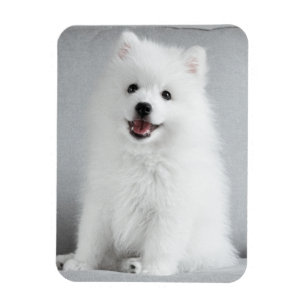 Japanse spitz-puppy magneet
