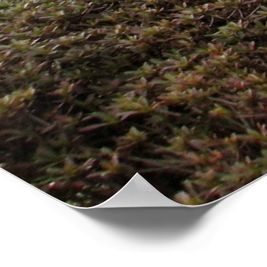 Japanse tuin-02 poster (Hoek)