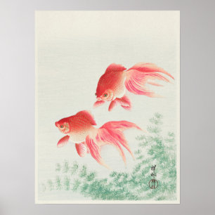 Japanse Veil Goldfish Illustratie Poster