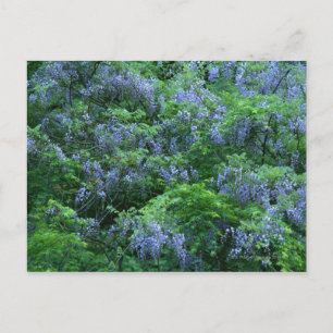Japanse Wisteria Briefkaart