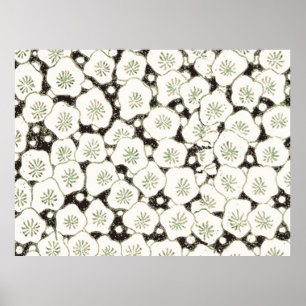 Japanse Witte Bloem Antiek Ontwerp Poster