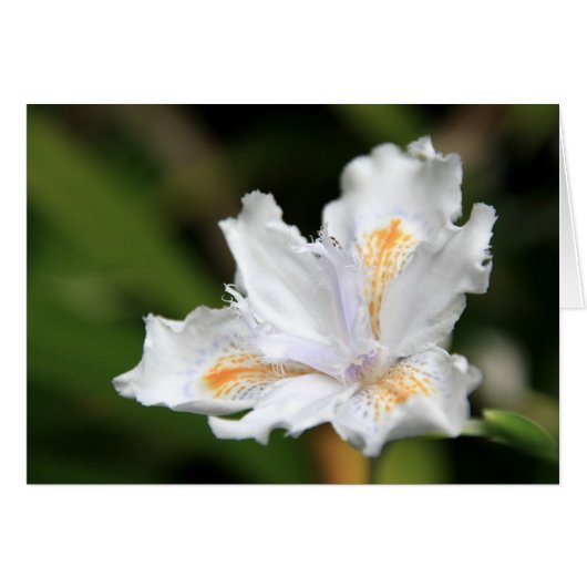 Japanse witte Iris (Voorkant Horizontaal)