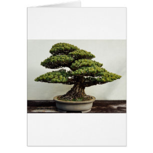 Japanse witte pine Bonsai-boom