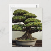 Japanse witte pine Bonsai-boom Briefkaart (Voorkant / Achterkant)