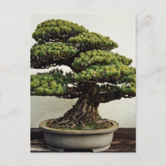 Japanse witte pine Bonsai-boom Briefkaart
