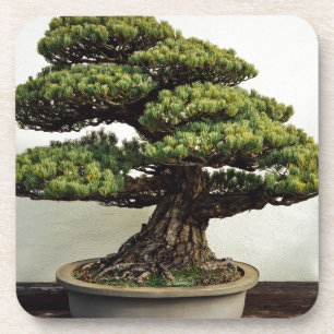 Japanse witte pine Bonsai-boom Drankjes Onderzetter
