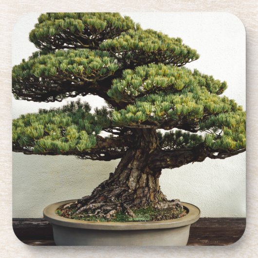 Japanse witte pine Bonsai-boom Drankjes Onderzetter (Voorkant)