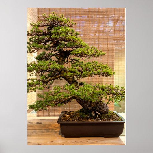 Japanse Witte Pine Bonsai Boom Foto Poster (Voorkant)
