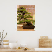 Japanse Witte Pine Bonsai Boom Foto Poster (Keuken)