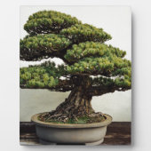 Japanse witte pine Bonsai-boom Fotoplaat (Voorkant)