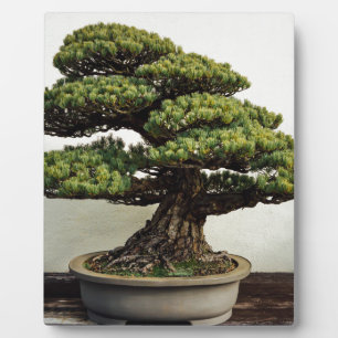 Japanse witte pine Bonsai-boom Fotoplaat