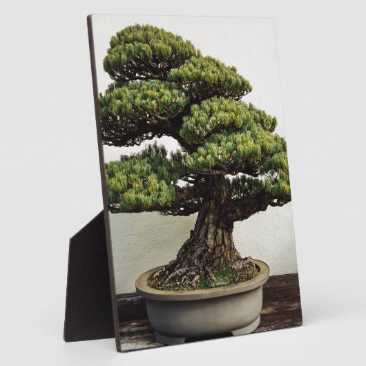 Japanse witte pine Bonsai-boom Fotoplaat (Zijkant)