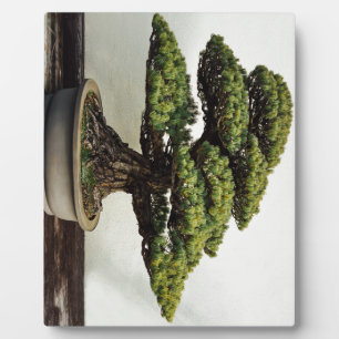 Japanse witte pine Bonsai-boom Fotoplaat