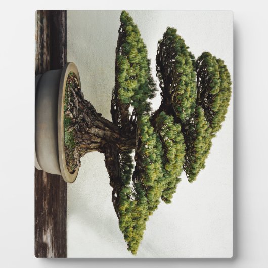 Japanse witte pine Bonsai-boom Fotoplaat (Voorkant)