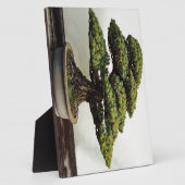 Japanse witte pine Bonsai-boom Fotoplaat (Zijkant)