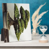 Japanse witte pine Bonsai-boom Fotoplaat (Zijkant)