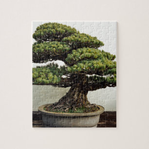 Japanse witte pine Bonsai-boom Legpuzzel