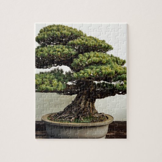 Japanse witte pine Bonsai-boom Legpuzzel (Verticaal)