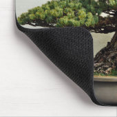 Japanse witte pine Bonsai-boom Muismat (Hoek)