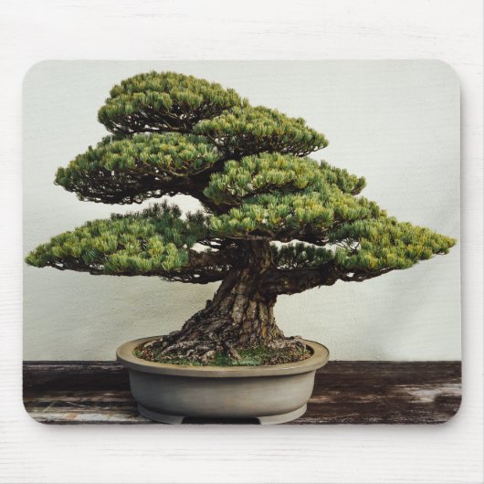 Japanse witte pine Bonsai-boom Muismat (Voorkant)