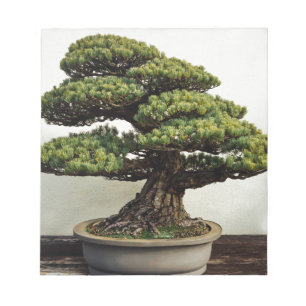 Japanse witte pine Bonsai-boom Notitieblok