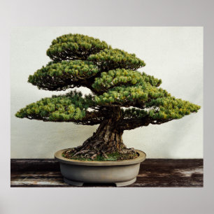 Japanse witte pine Bonsai-boom Poster