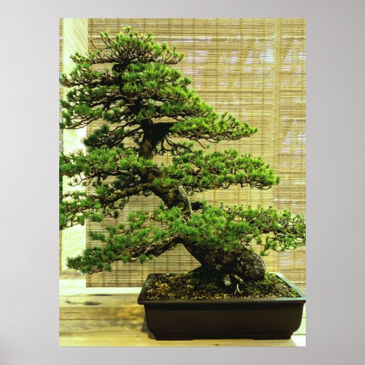 Japanse witte pine Bonsai-boom Poster (Voorkant)