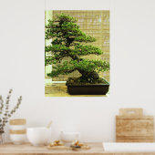 Japanse witte pine Bonsai-boom Poster (Keuken)