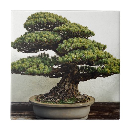 Japanse witte pine Bonsai-boom Tegeltje (Voorkant)