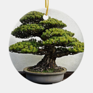 Japanse witte pine Bonsai Keramisch Ornament