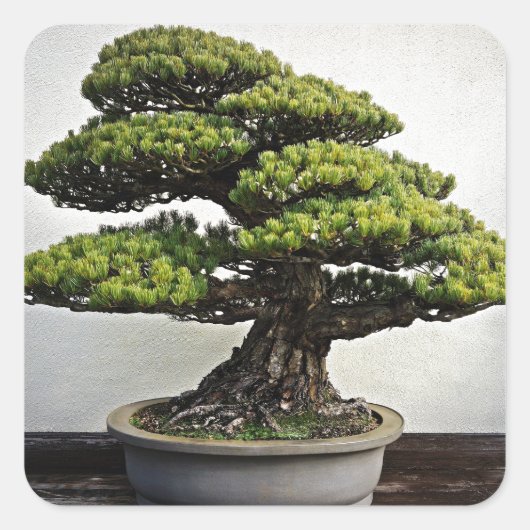 Japanse witte pine Bonsai Vierkante Sticker (Voorkant)