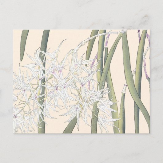  Japanse Witte Spider Orchid Art Briefkaart (Voorkant)