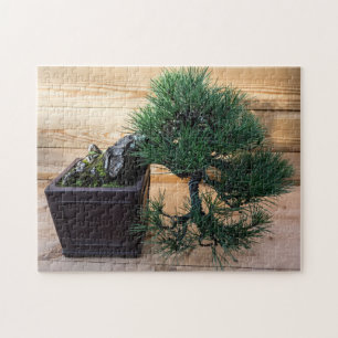 Japanse Zwarte Pine Bonsai Boom Foto Legpuzzel