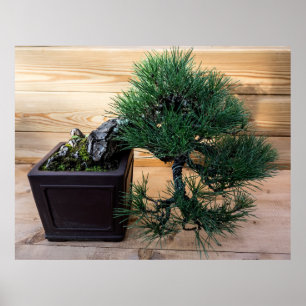 Japanse Zwarte Pine Bonsai Boom Foto Poster