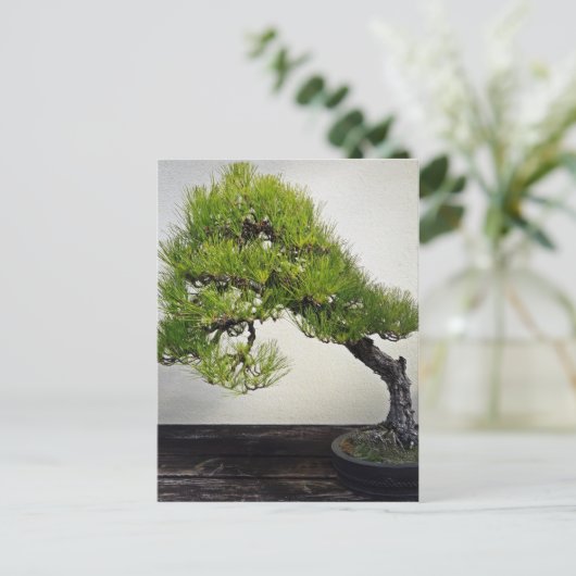 Japanse zwarte pine Bonsai Briefkaart (Staand voorkant)