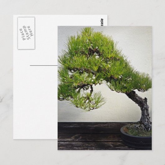 Japanse zwarte pine Bonsai Briefkaart (Voorkant / Achterkant)