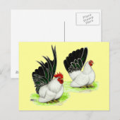 Japanse zwarte witte bantams briefkaart (Voorkant / Achterkant)