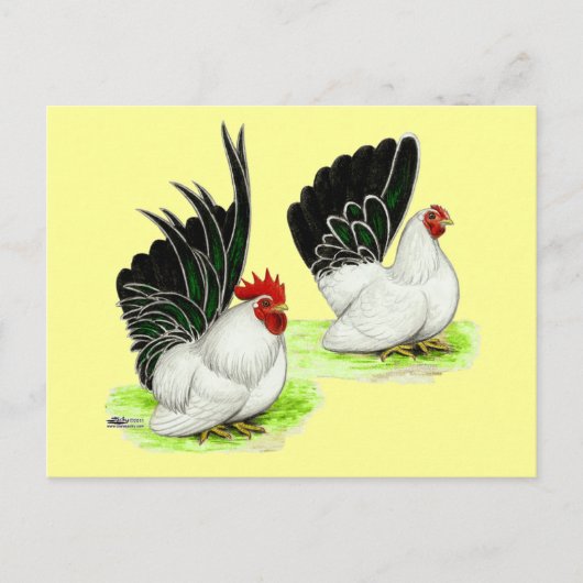 Japanse zwarte witte bantams briefkaart (Voorkant)