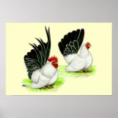 Japanse zwarte witte bantams poster (Voorkant)