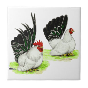 Japanse zwarte witte bantams tegeltje
