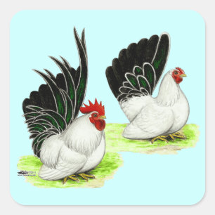Japanse zwarte witte bantams vierkante sticker