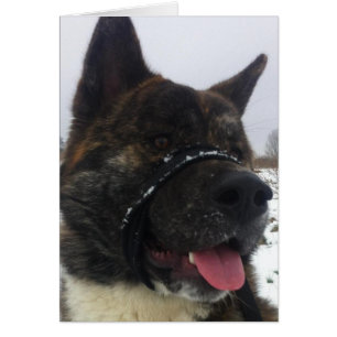 Japess akita