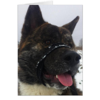 Japess akita