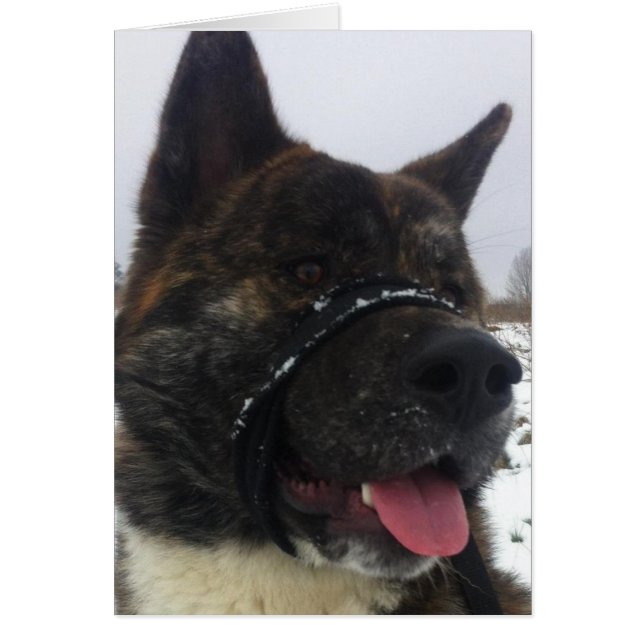 Japess akita (Voorkant)