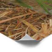 Jar of Daisies & Hay Poster (Hoek)