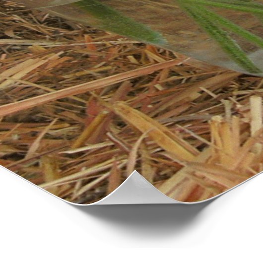 Jar of Daisies & Hay Poster (Hoek)